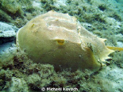 Horseshoe crab on the Inside Reef at Lauderdale by the Sea by Michael Kovach 
